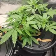 Melonade Runtz fotoperíodo