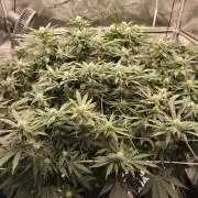 Purple Punch og von sweet seeds