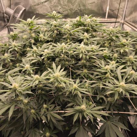 Purple Punch og von sweet seeds