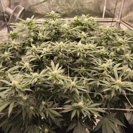 Purple Punch og von sweet seeds