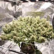 Jack 47 by sweet seeds