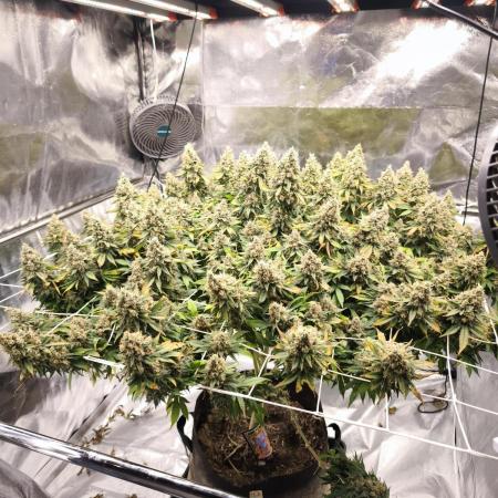 Jack 47 by sweet seeds