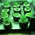 My First Autoflowering Cultivar Grow