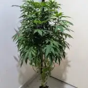 Blueberry - Monster cropping clone
