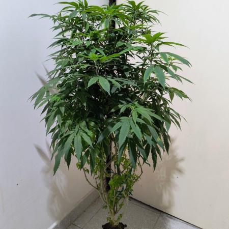 Blueberry - Monster cropping clone