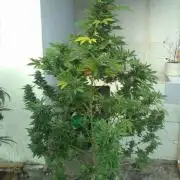 Dinafem Cheese clone