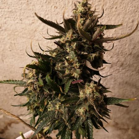 Banana Punch  Linda Seeds
