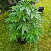 Traphouse Genetics - RS11