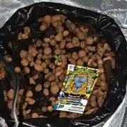 Sweet Seeds -Papaya Zoap Automatik
