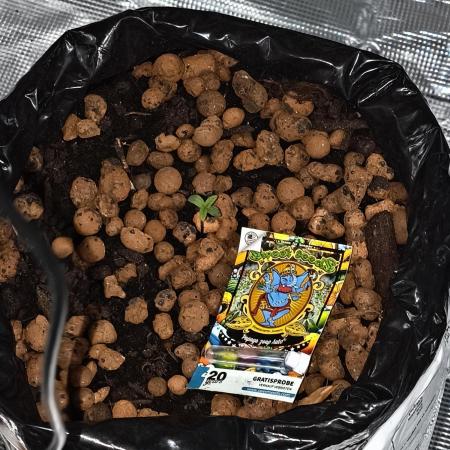Sweet Seeds -Papaya Zoap Automatik