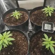 Banana Punch  Linda Seeds