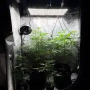 My first Autoflowers