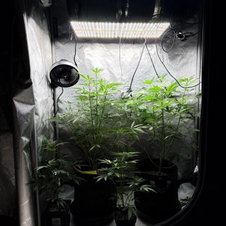 My first Autoflowers