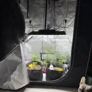 My first Autoflowers