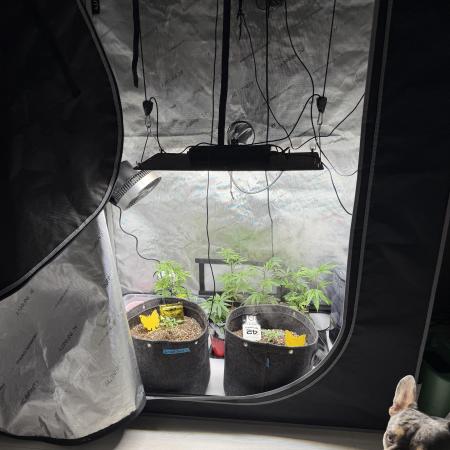 My first Autoflowers