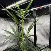 My first Autoflowers