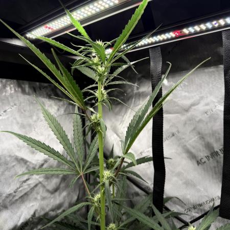 My first Autoflowers