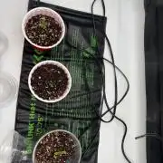 My first Autoflowers