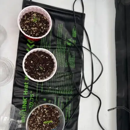 My first Autoflowers