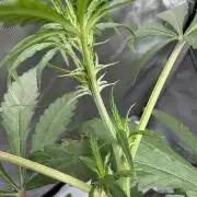 My first Autoflowers