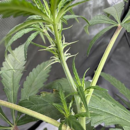 My first Autoflowers