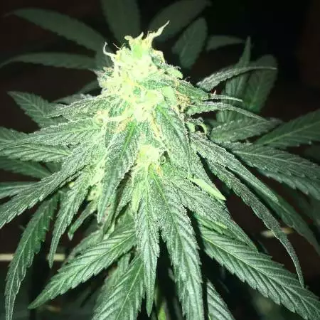 Pineapple kush 