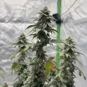 Mimosa punch
