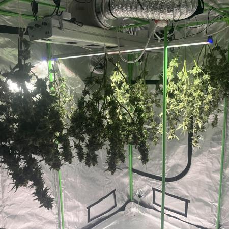 Northern lights