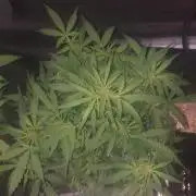 2xAmnesia fast x 2xJack auto fast