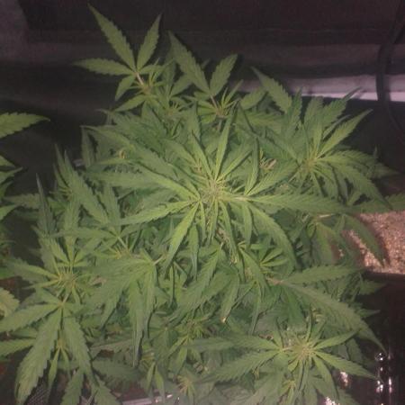2xAmnesia fast x 2xJack auto fast