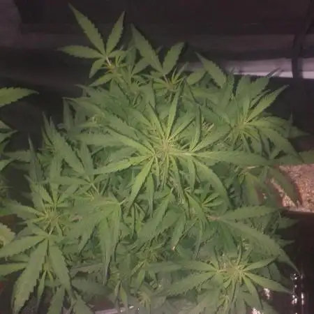2xAmnesia fast x 2xJack auto fast
