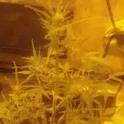 2xAmnesia fast x 2xJack auto fast