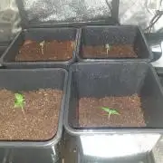 2xAmnesia fast x 2xJack auto fast