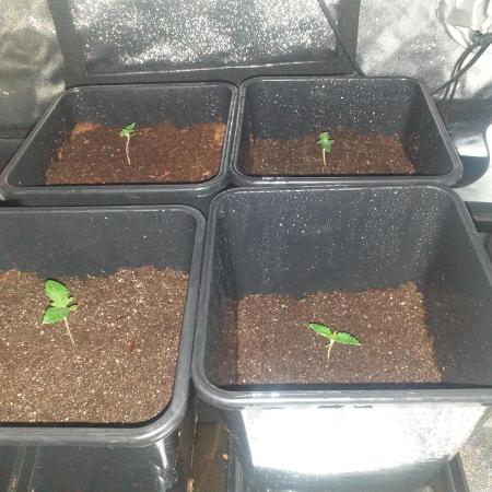 2xAmnesia fast x 2xJack auto fast