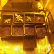 2xAmnesia fast x 2xJack auto fast