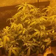 2xAmnesia fast x 2xJack auto fast