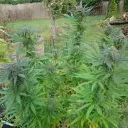 Granny´s Outdoor #2 - Somango