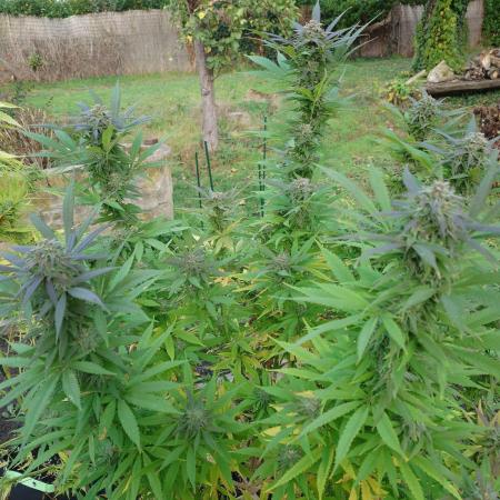 Granny´s Outdoor #2 - Somango