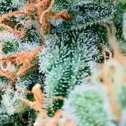 Guava Sundae - Indoor Grow