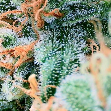 Guava Sundae - Indoor Grow
