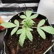 AA+BB+CC RF3 - AI-Grow