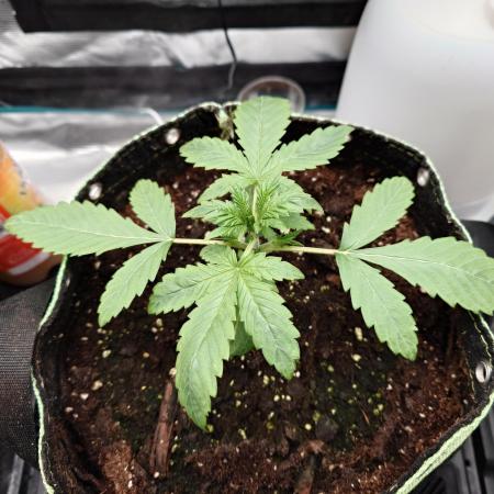 AA+BB+CC RF3 - AI-Grow