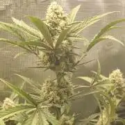 Guava Sundae - Indoor Grow