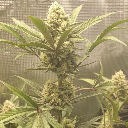 Guava Sundae - Indoor Grow