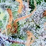 Guava Sundae - Indoor Grow