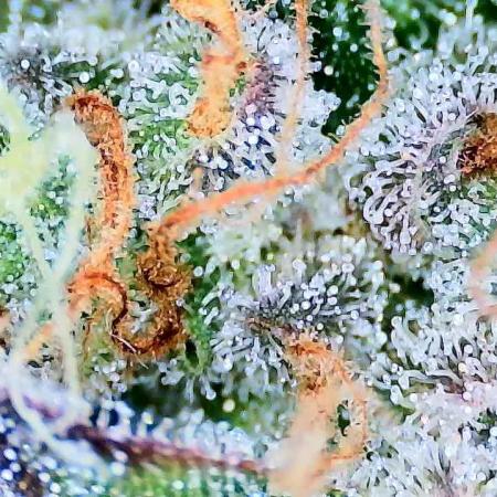 Guava Sundae - Indoor Grow