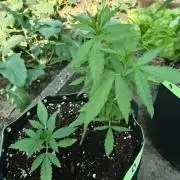Granny´s Outdoor #1 - FB + Applestrudel