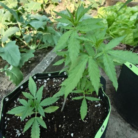 Granny´s Outdoor #1 - FB + Applestrudel