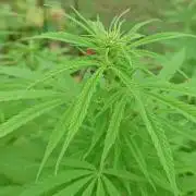 Granny´s Outdoor #2 - Somango