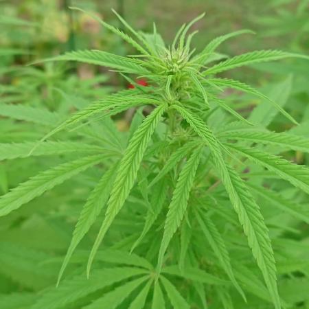 Granny´s Outdoor #2 - Somango